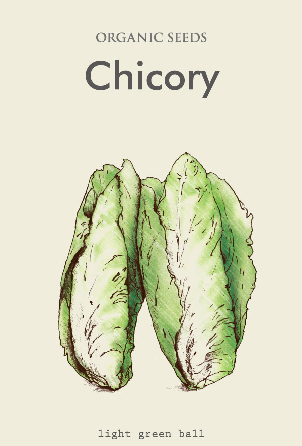 Chicory