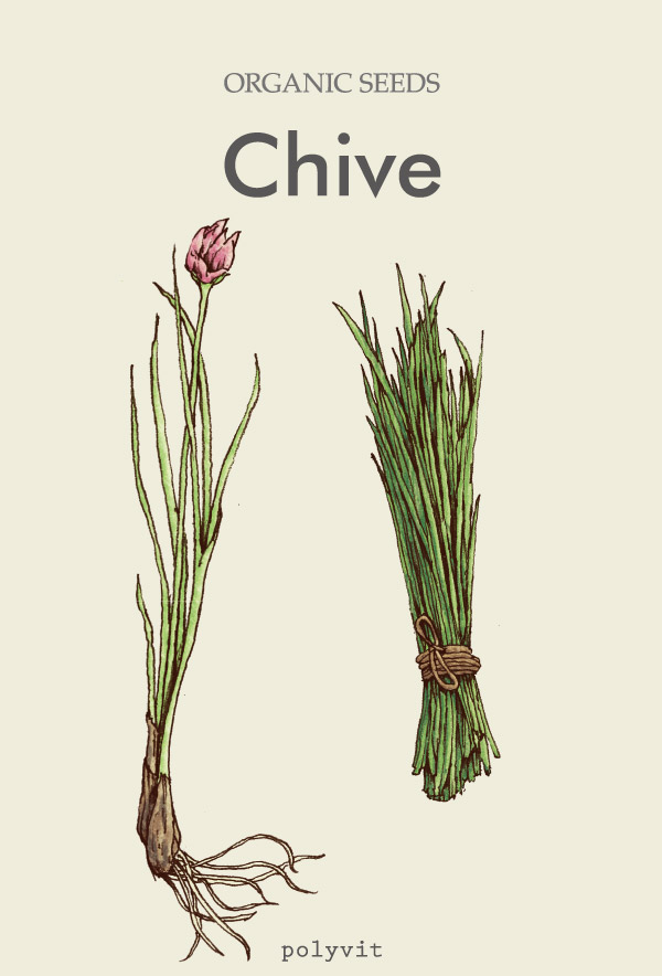 chive