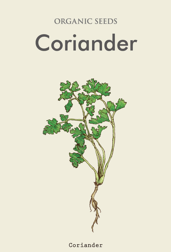 Coriander