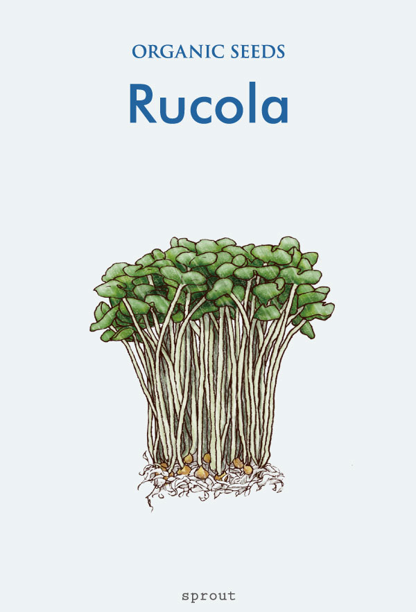 Rucola