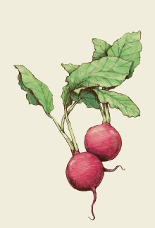 Radish