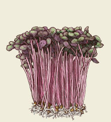 Red cabbage