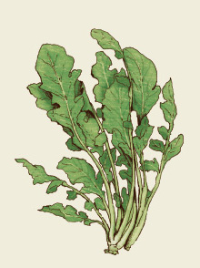 Rucola